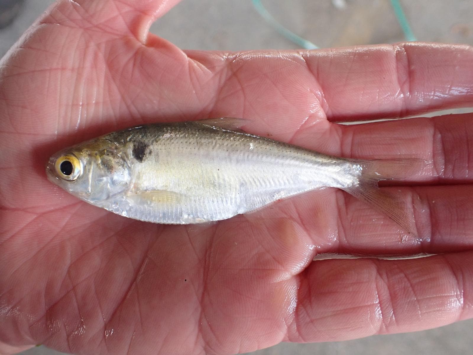 Gizzardshad — 3/3