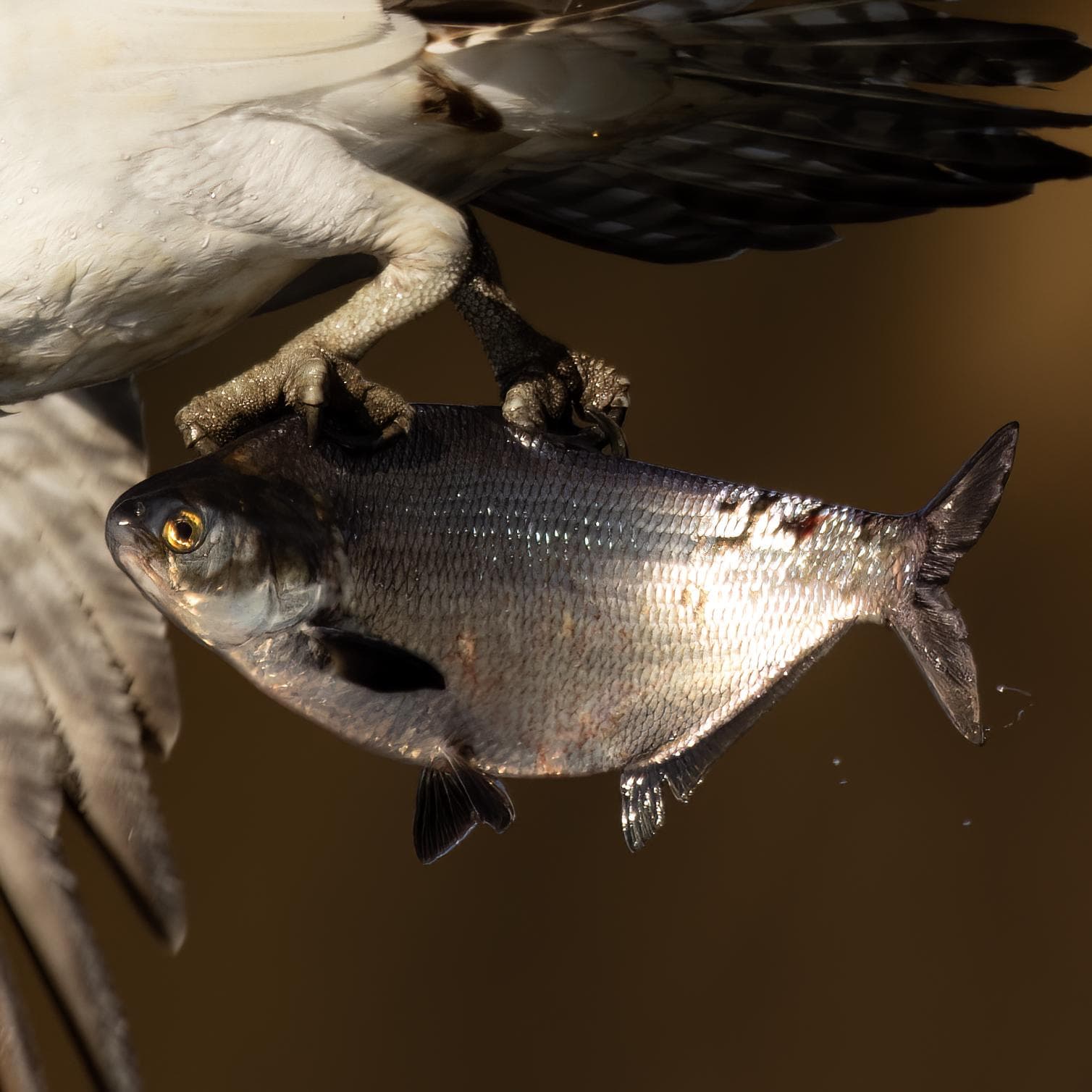 Gizzardshad — 2/3