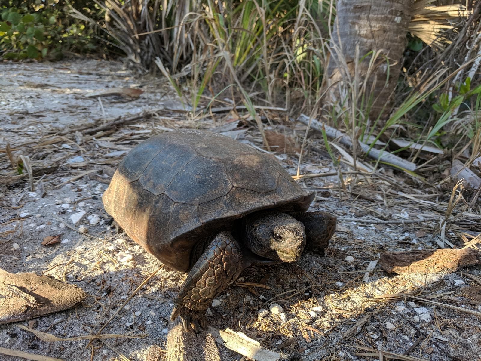 Gopherus polyphemus — 3/3