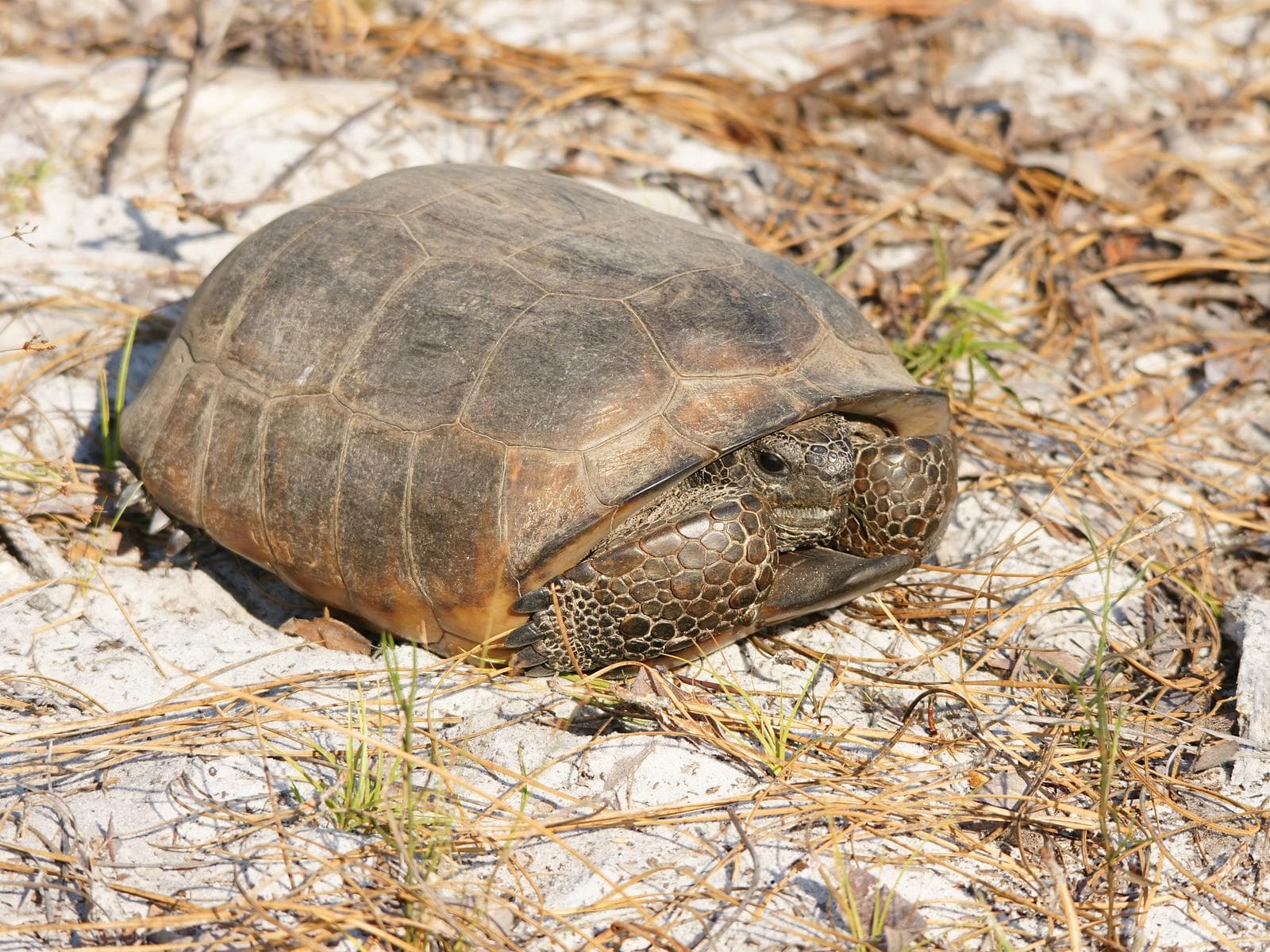 Gopherus polyphemus — 1/3