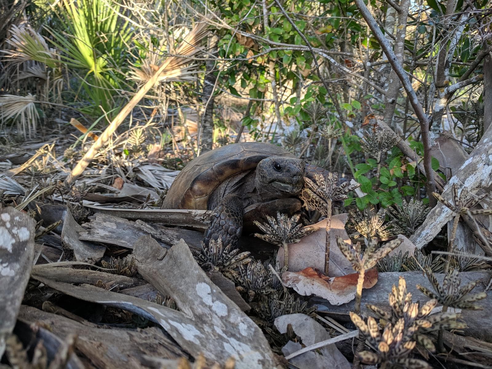 Gopherus polyphemus — 2/3