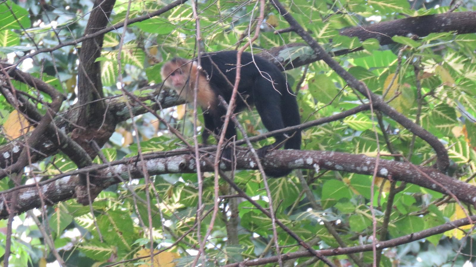 Gorgonakapucin — 1/3