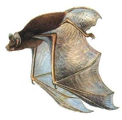 Goulds vårtefladdermus — 1/3