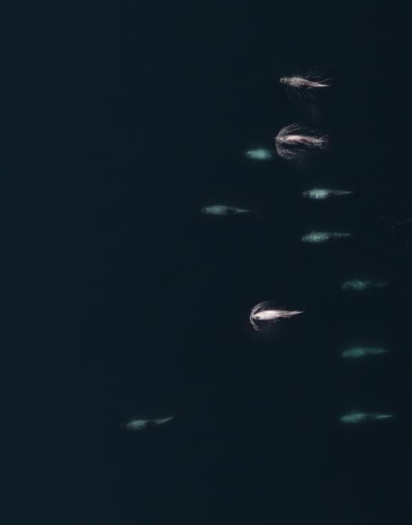 Grampus — 3/3