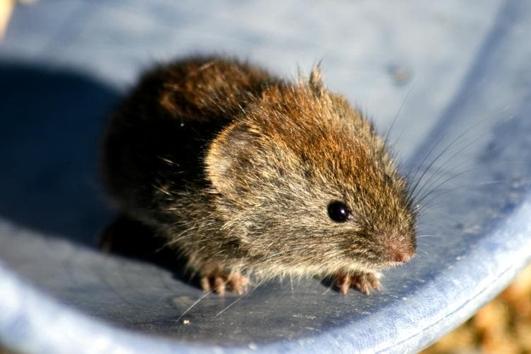 Gråsiding — 1/3