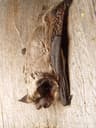 Gråskimlig fladdermus