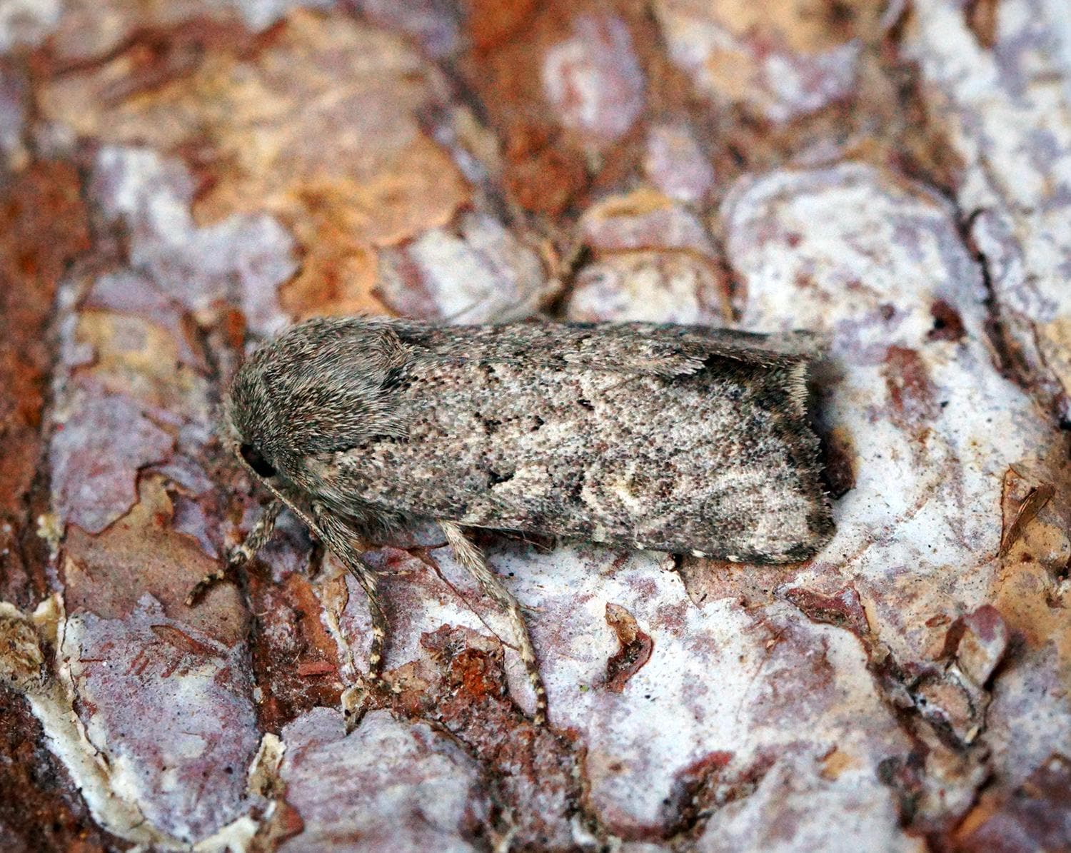 Gräsnattfly — 3/3