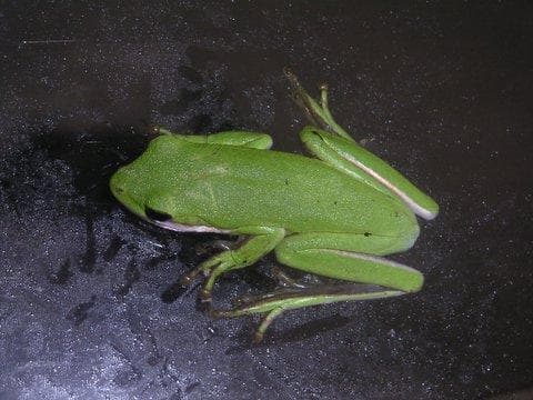 Grön trädgroda — 1/3