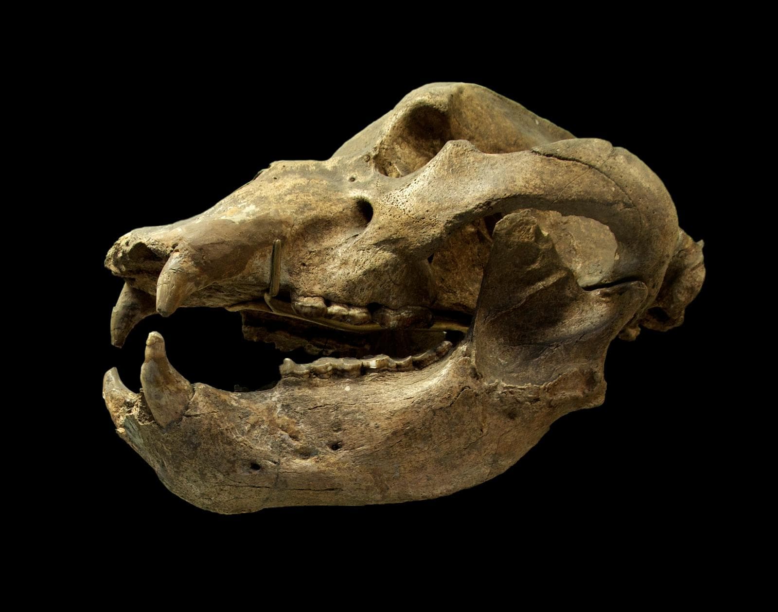 Grottbjörn — 2/3