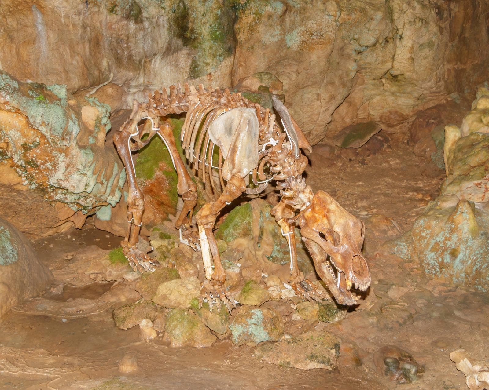 Grottbjörn — 3/3