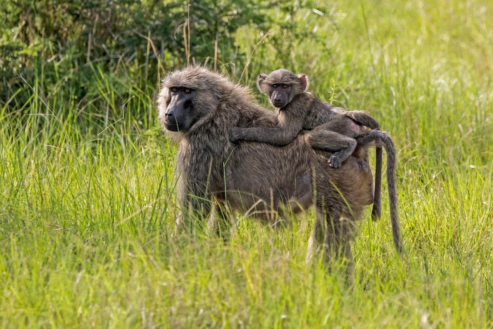Guineababian — 3/3