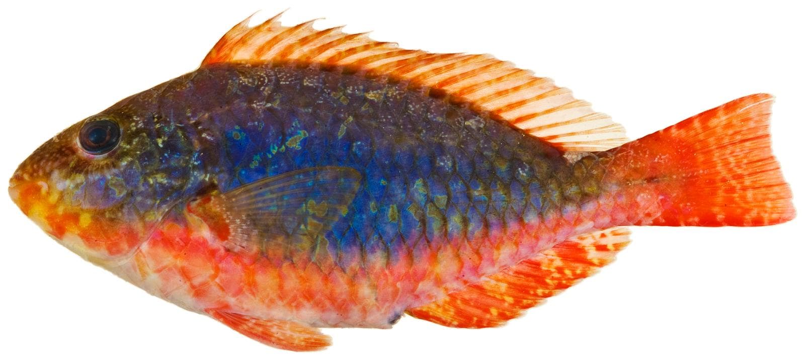 Gulbandad papegojfisk — 2/3