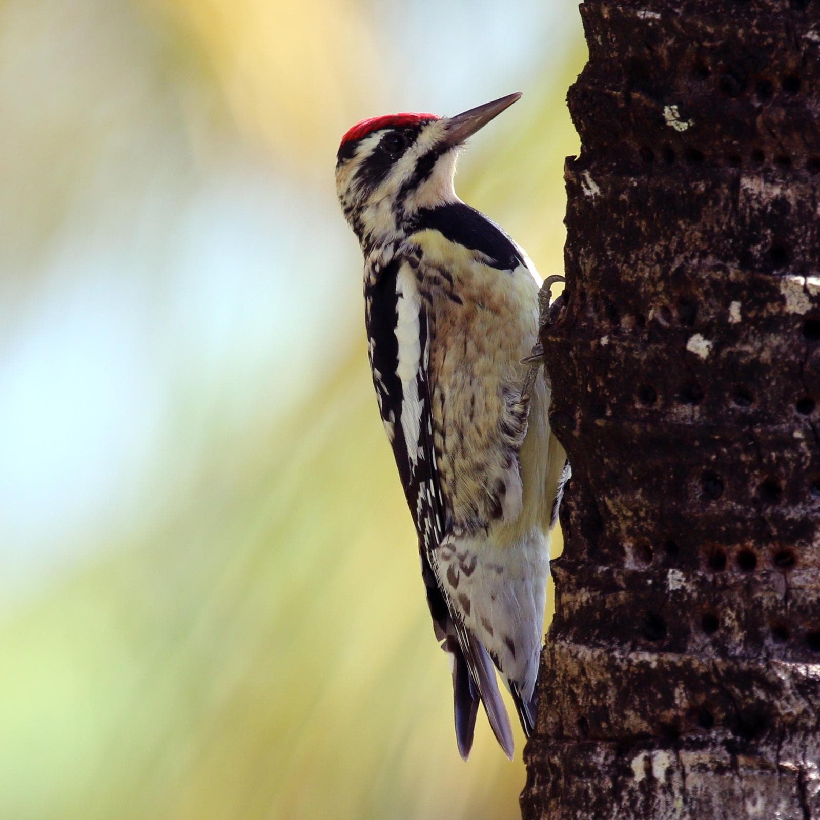 Gulbukig sapsucker — 1/3