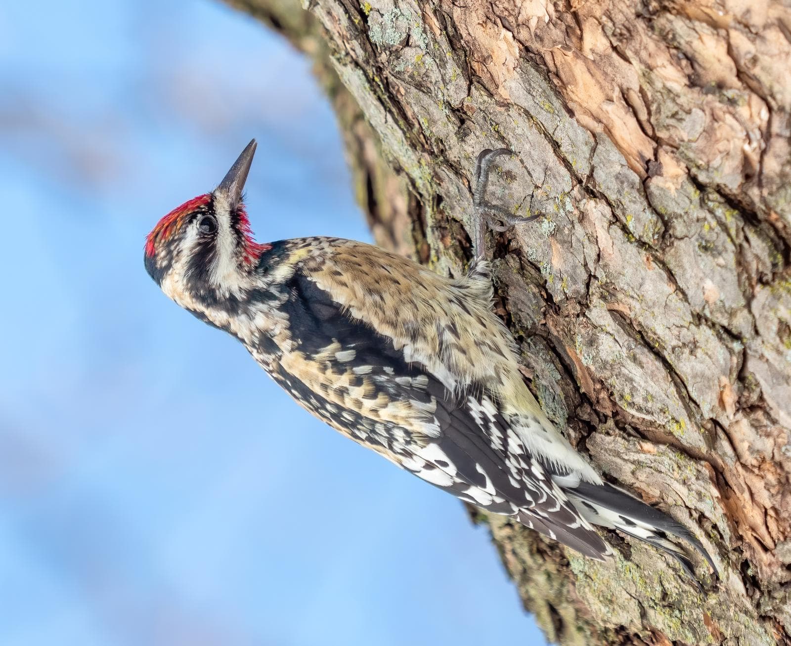 Gulbukig sapsucker — 2/3