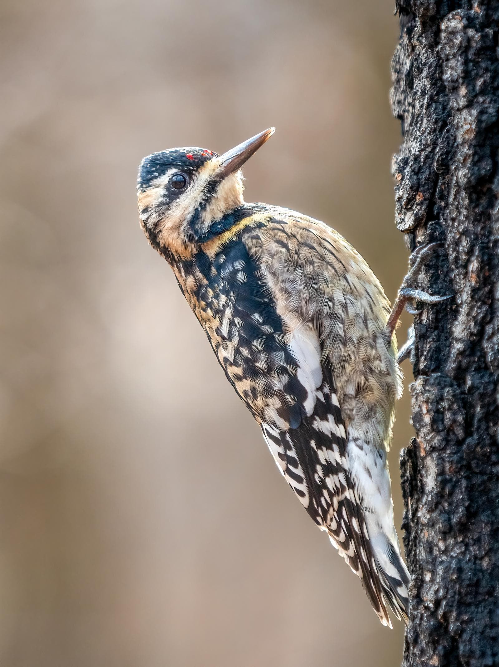 Gulbukig sapsucker — 3/3