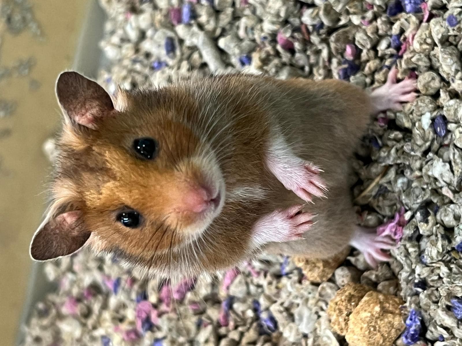 Guldhamster — 3/3