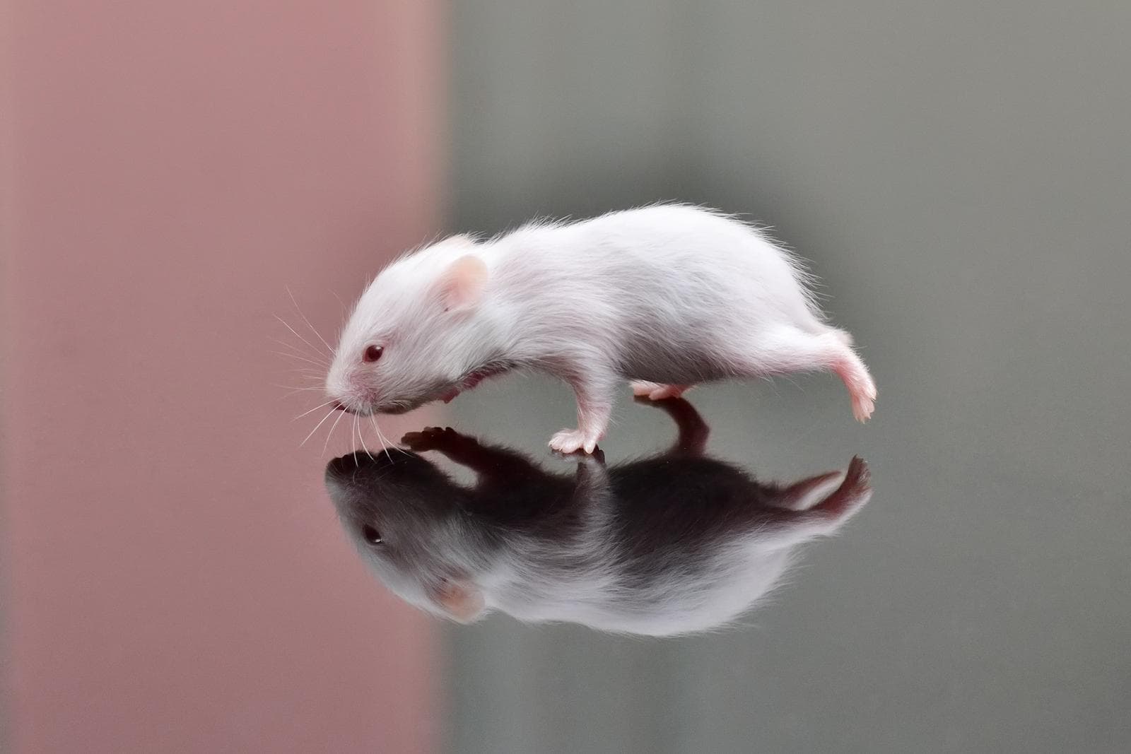 Guldhamster — 2/3