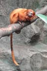 Guldlejonapa