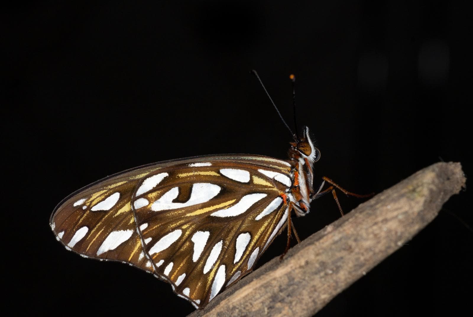 Gulffritillärfjäril — 3/3
