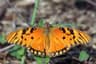 Gulffritillärfjäril