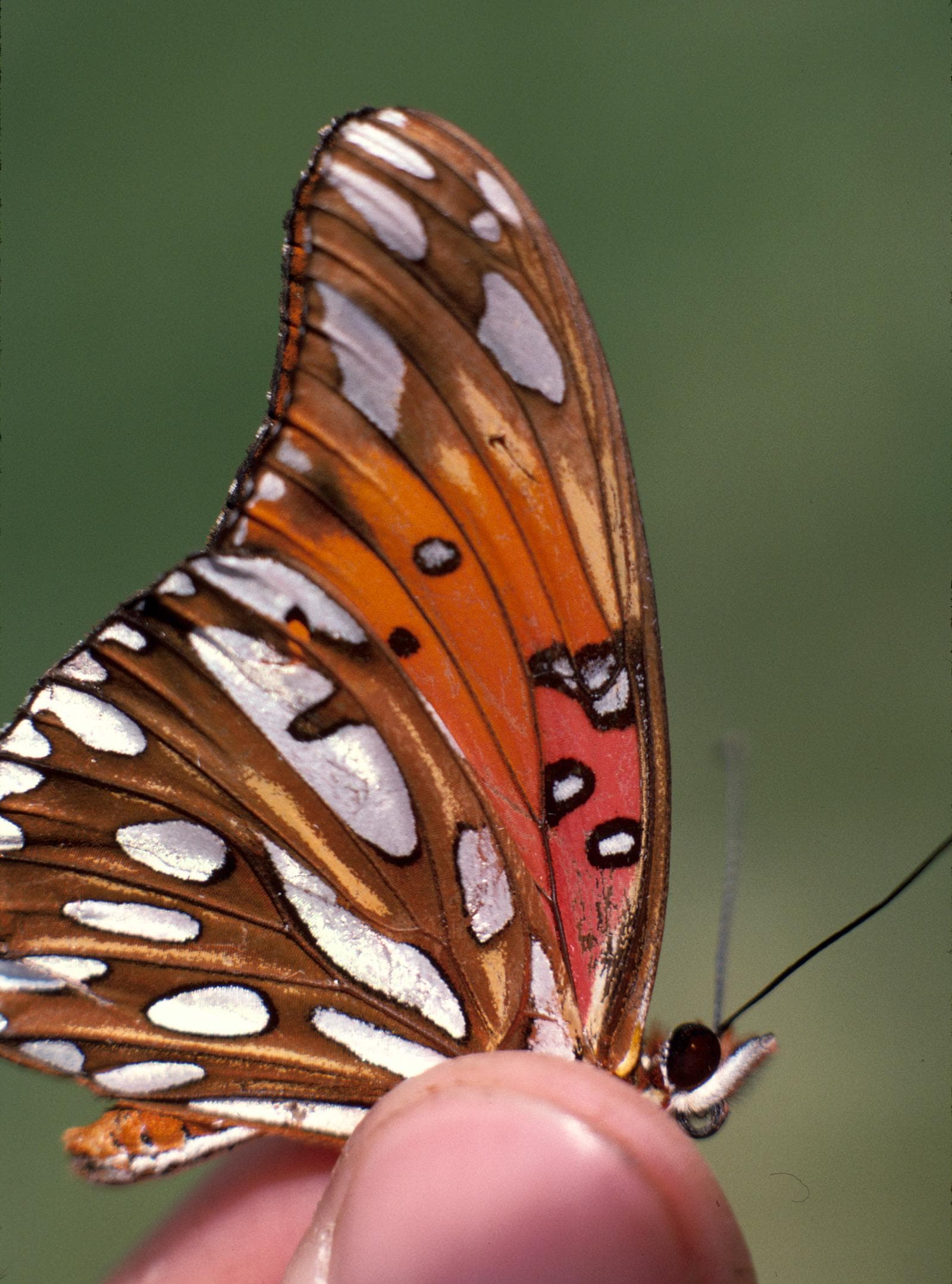 Gulffritillärfjäril — 2/3