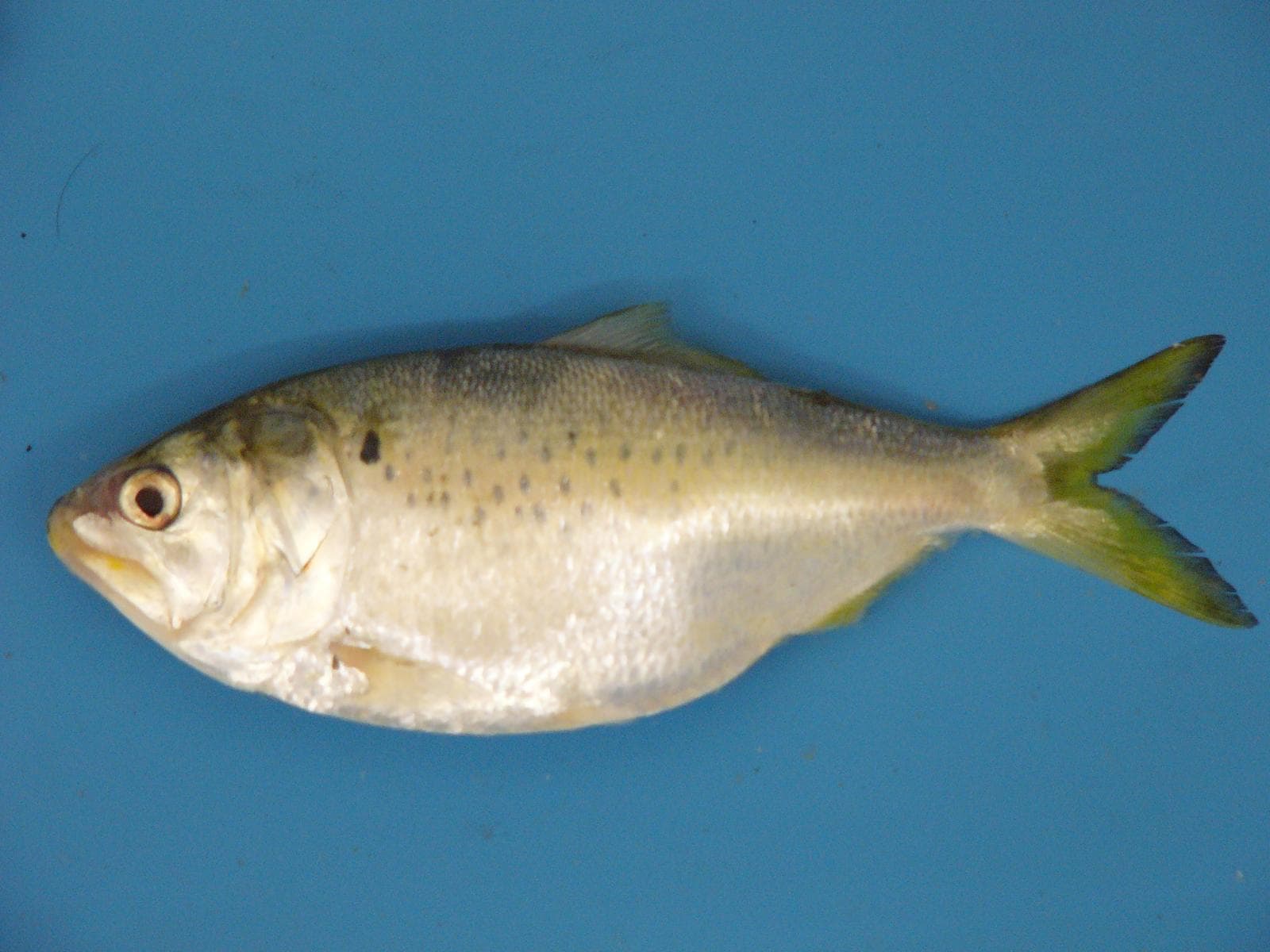 Gulfmenhaden — 2/3
