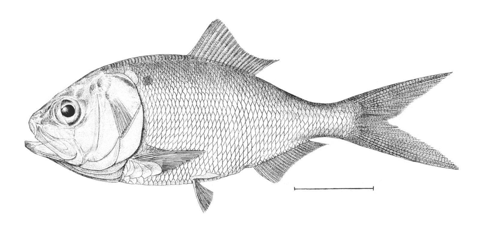 Gulfmenhaden — 1/3