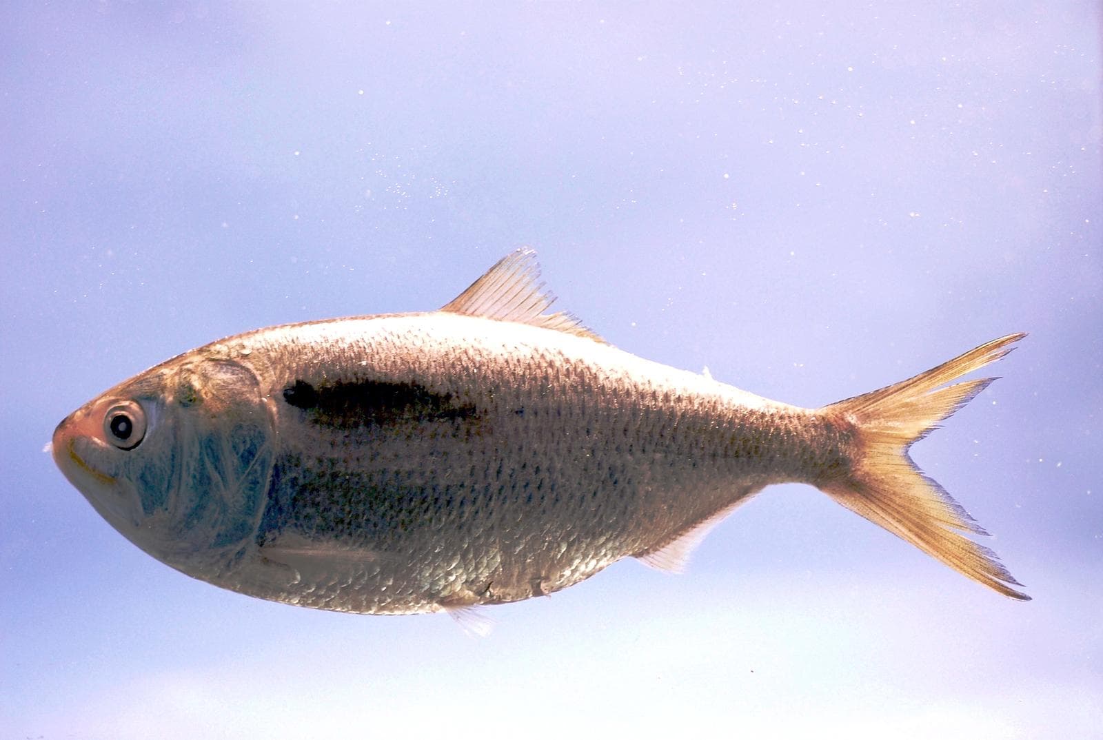 Gulfmenhaden — 3/3