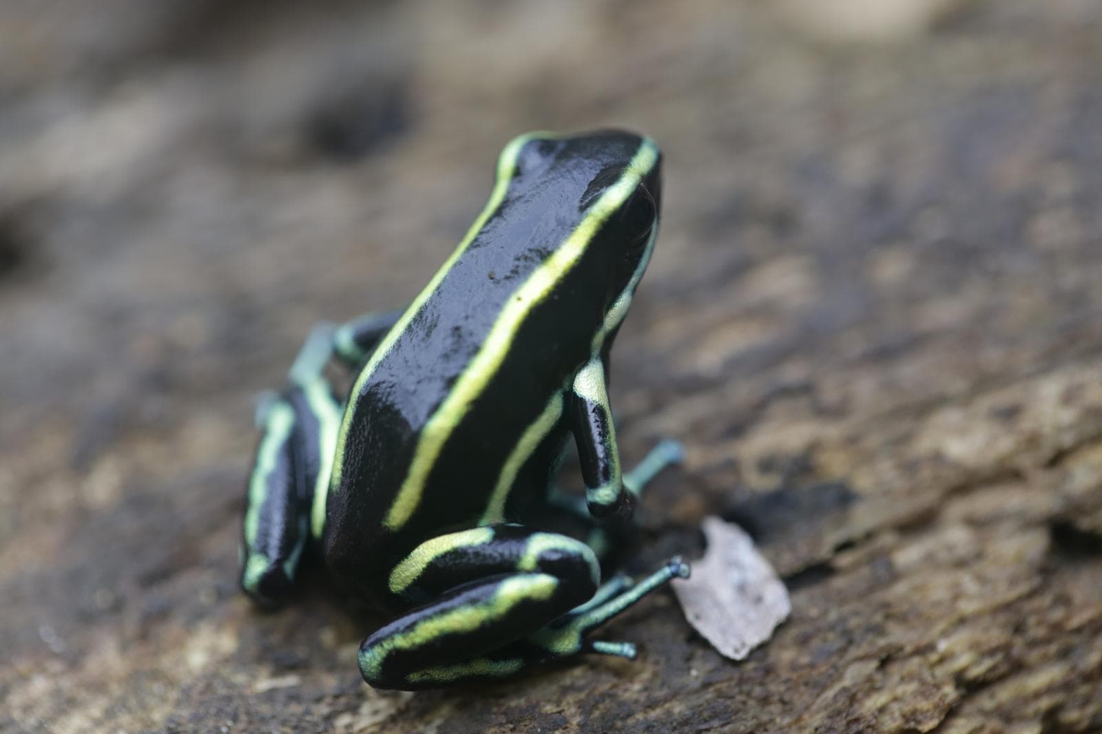 Gulstrimig pilgroda — 2/3
