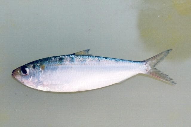 Gulstripad sardinell — 1/3