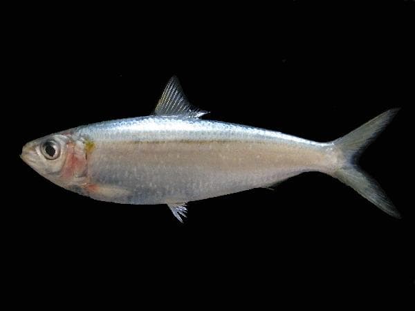 Gulstripad sardinell — 3/3