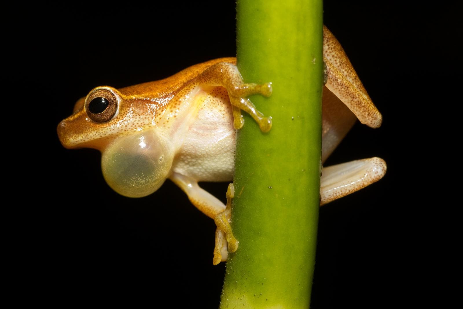Gulträdgroda — 1/3