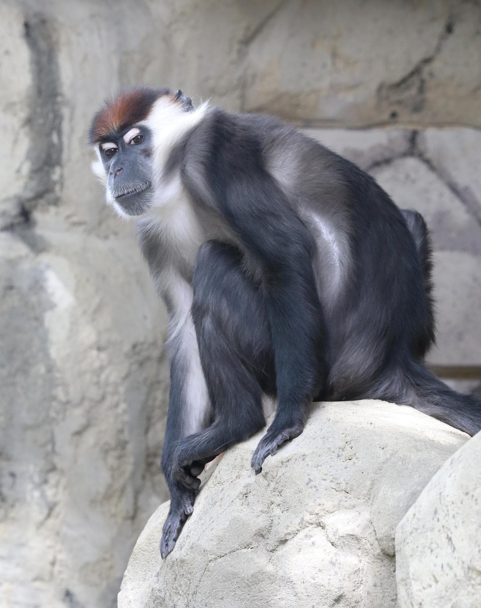 Halsbandsmangabey — 1/3