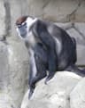 Halsbandsmangabey