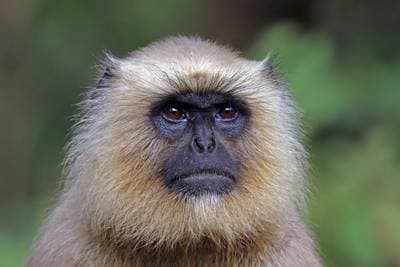 Hanumanlangur