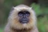 Hanumanlangur