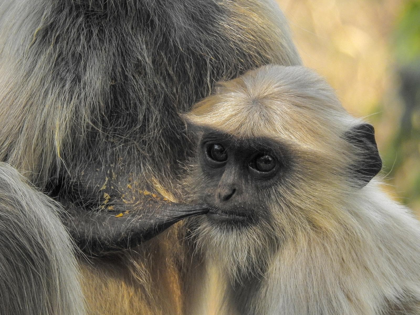 Hanumanlangur — 3/3