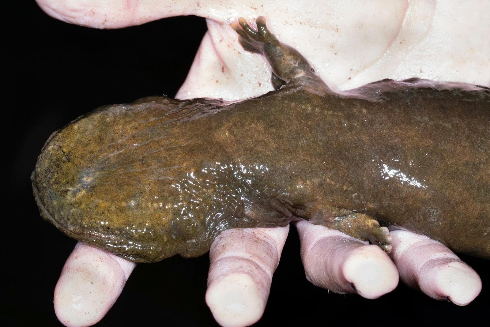 Hellbender — 3/3