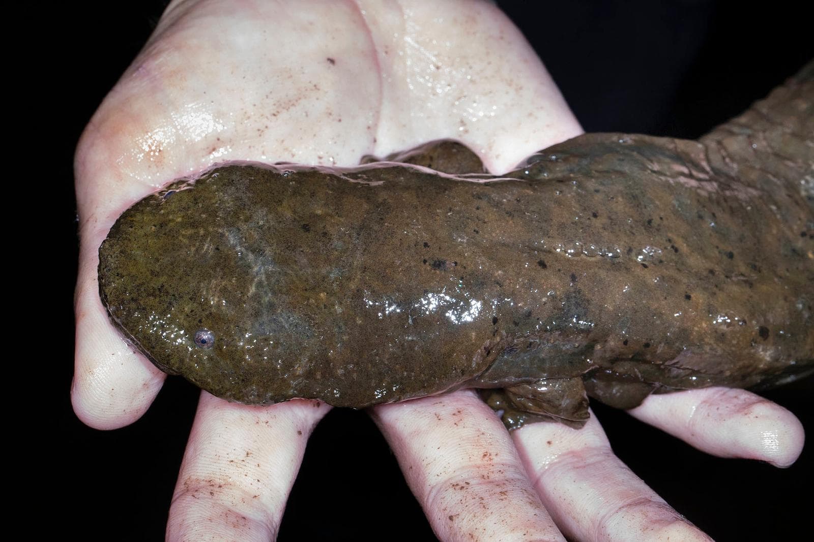 Hellbender — 2/3