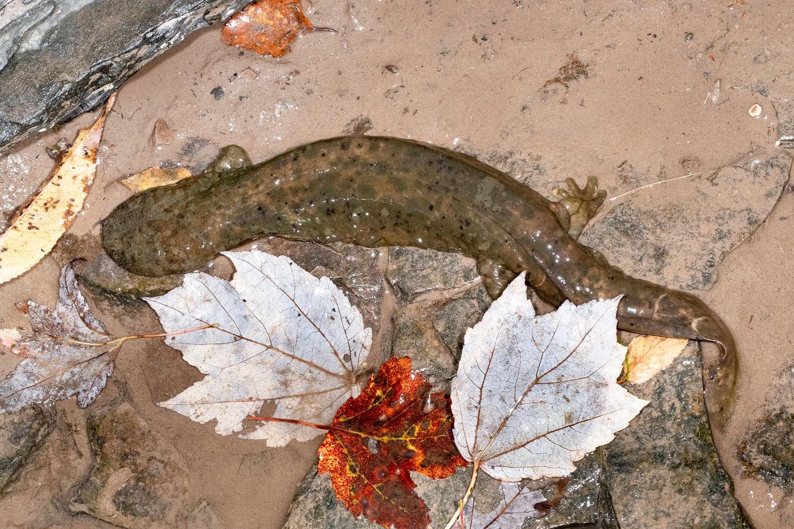 Hellbender — 1/3