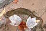 Hellbender