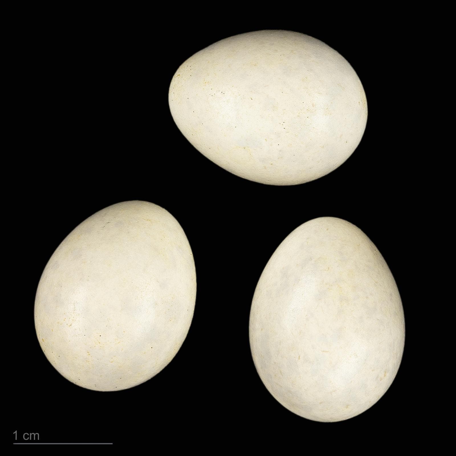 Höksångare — 2/3