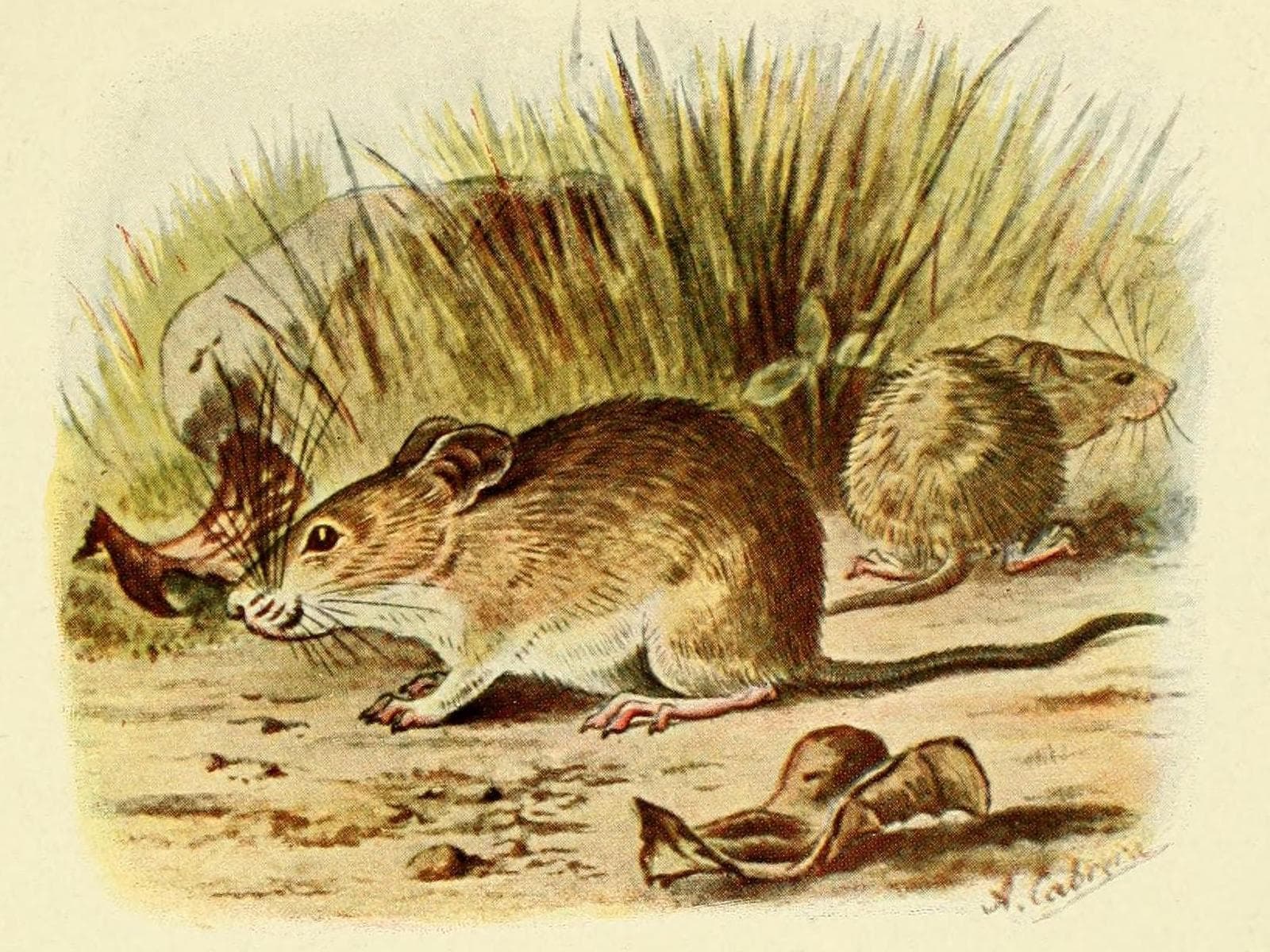 Hömussbyggarmus — 2/3