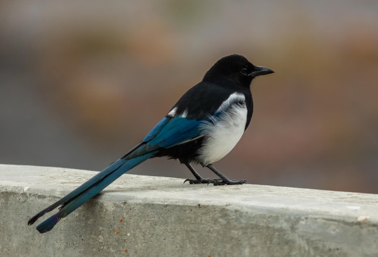 Hudsonisk skata — 1/3