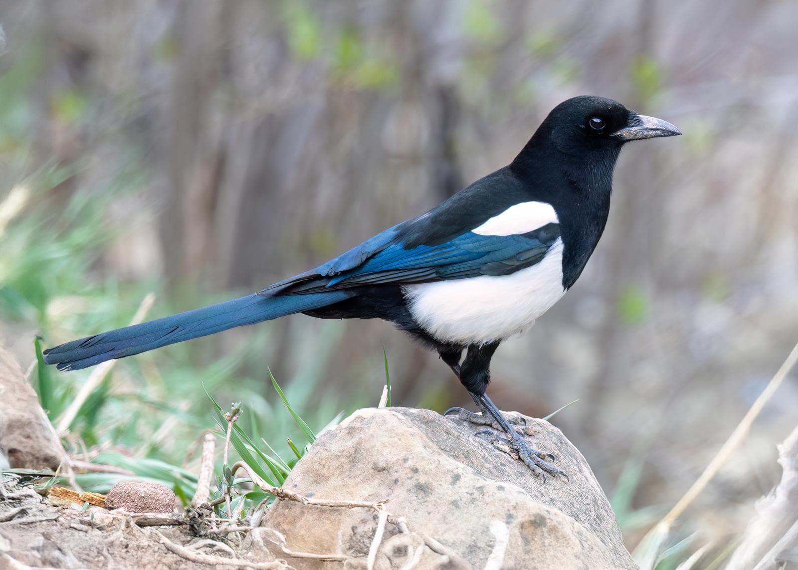 Hudsonisk skata — 2/3