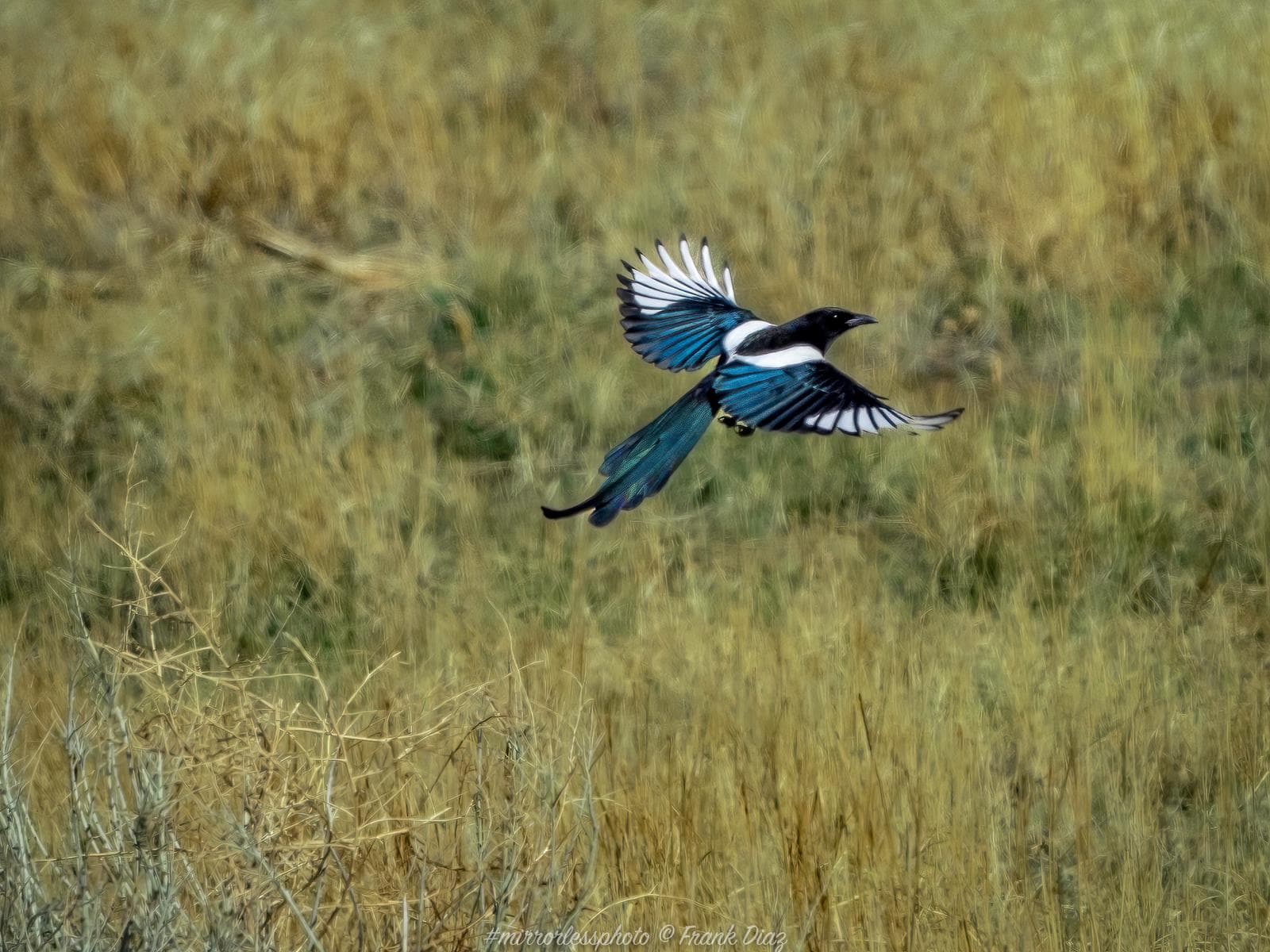 Hudsonisk skata — 3/3