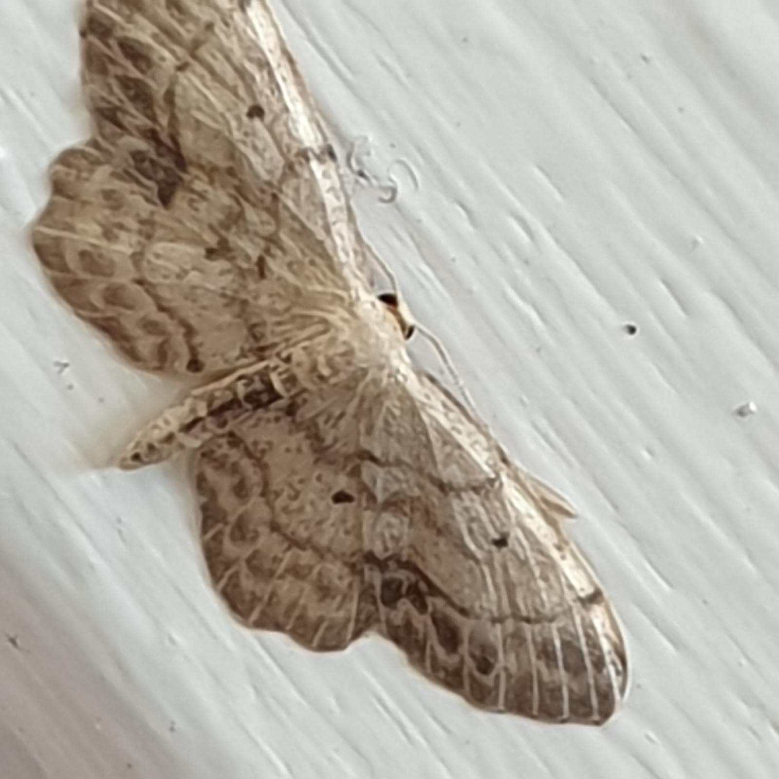 Idaea dimidiata — 1/3