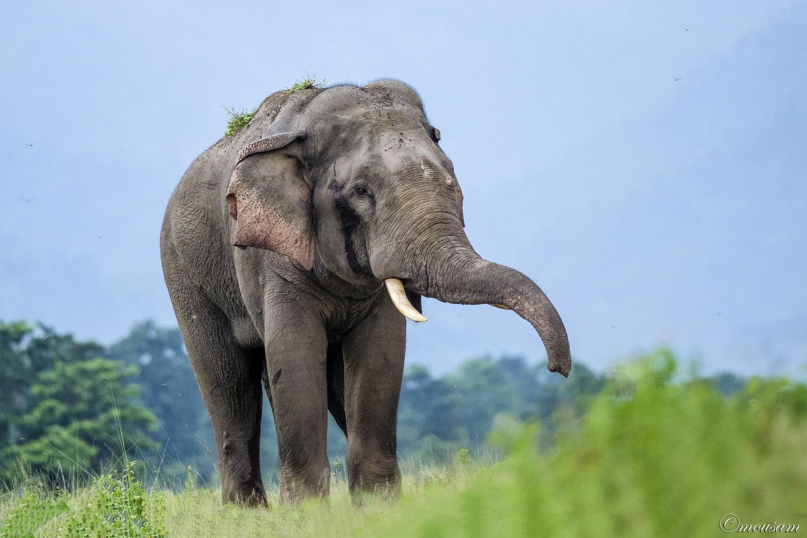 Indisk elefant — 1/3
