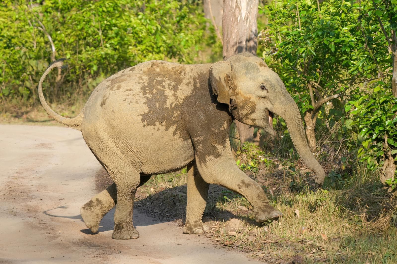 Indisk elefant — 2/3