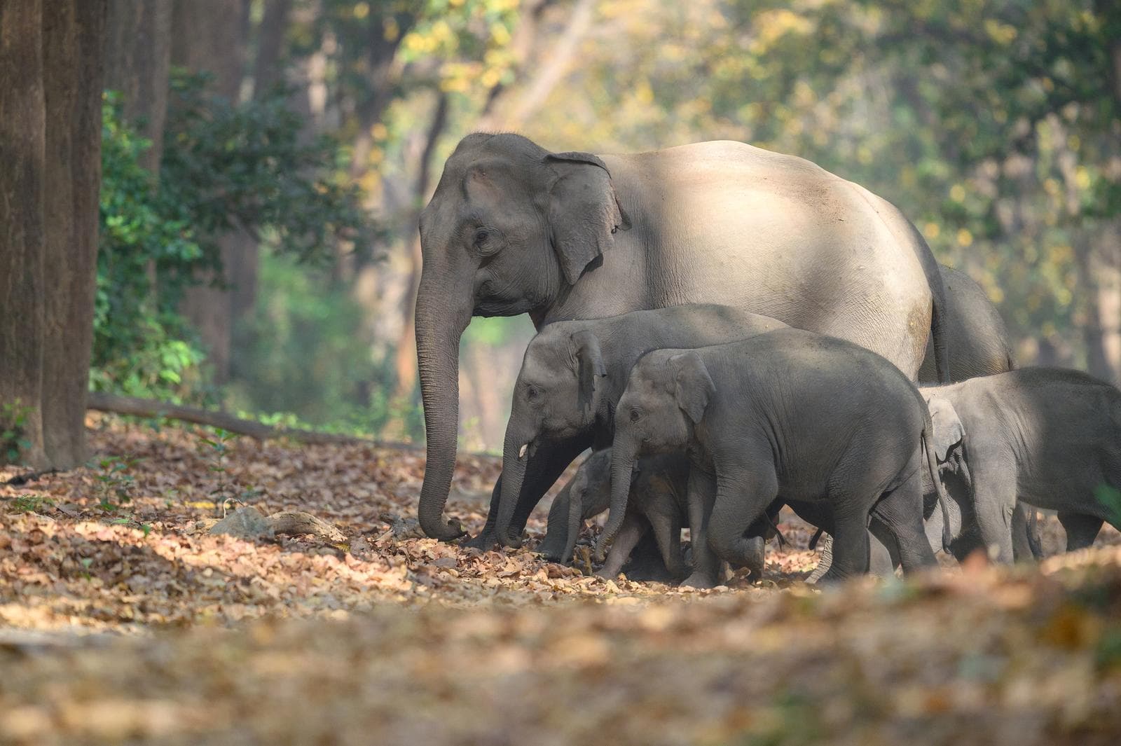 Indisk elefant — 3/3